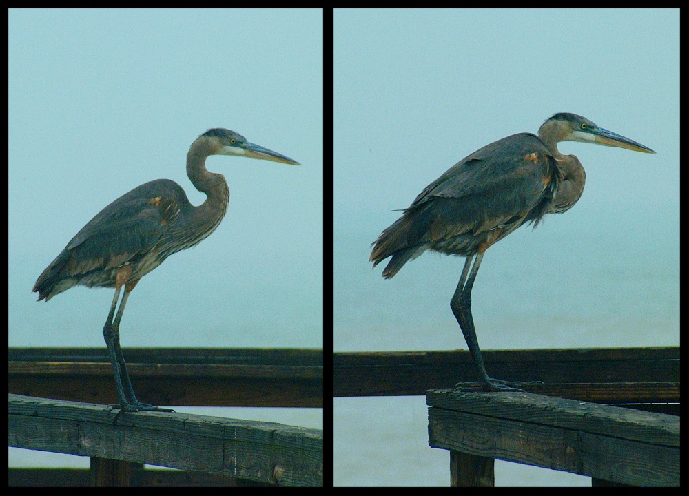(13) great blue heron montage.jpg   (1000x720)   250 Kb                                    Click to display next picture